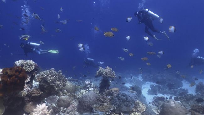 Panduan Lengkap Diving di Raja Ampat Keajaiban Bawah Laut